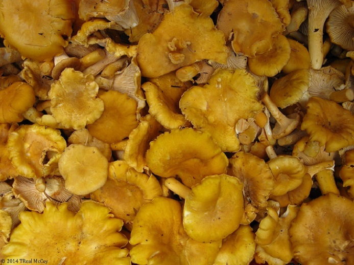 Golden Chanterelles Fresh and Dried Chanterelle Mushrooms for Sale